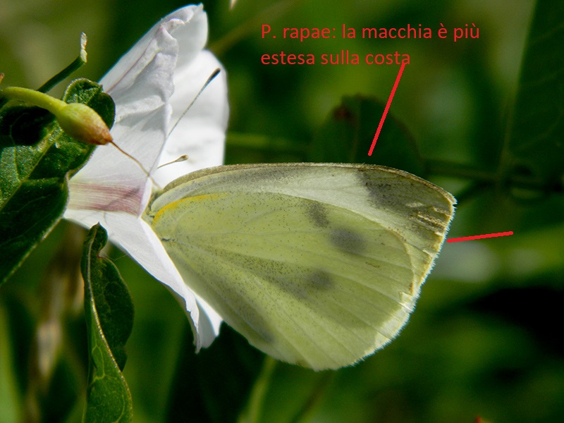 Pieris napi